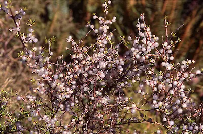 Coprosma antipoda shrub with berries.