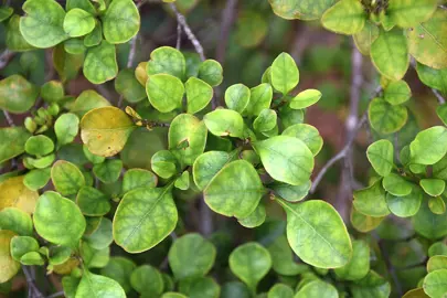 Coprosma arbora foliage.