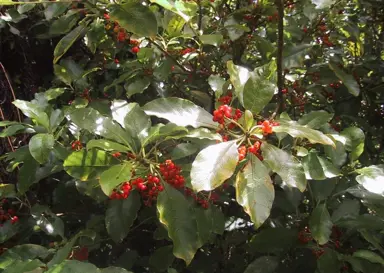 Coprosma australis green foliage and red berries.