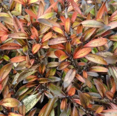 Coprosma 'Autumn Haze' bronze coloured foliage.