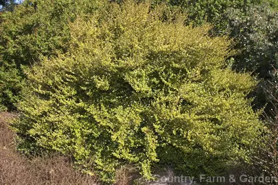 coprosma-beatson's-gold-