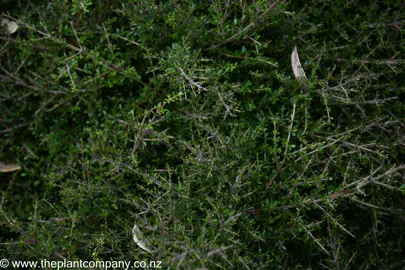 Coprosma 'Black Cloud' foliage.