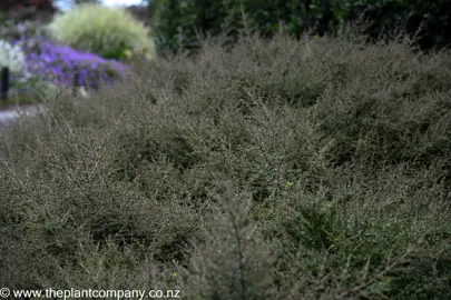 Coprosma 'Black Cloud' shrub with dark foliage.