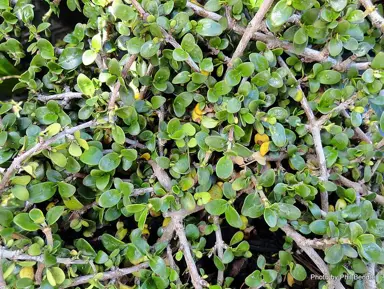 coprosma-bowling-green-