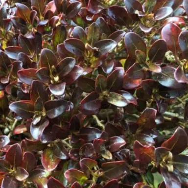 Coprosma 'Chocolate Soldier' dark brown, glossy foliage.