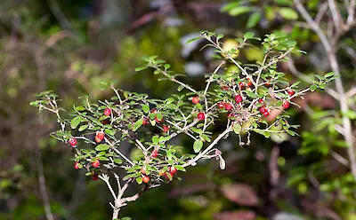 Coprosma colensoi foliage with red berries.