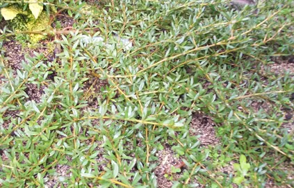 Coprosma 'Goldstream' plant in a garden with prostrate stems.