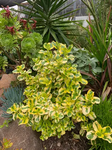 coprosma-green-and-gold--1