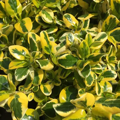 coprosma-green-and-gold-