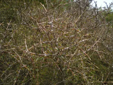 Coprosma intertexta shrub.