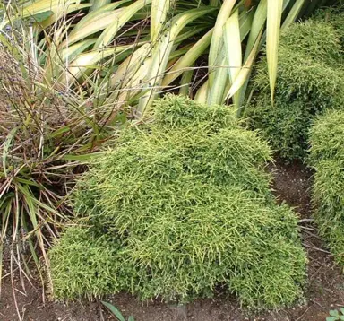 Coprosma 'Mangatangi' shrub growing in a garden with green foliage.