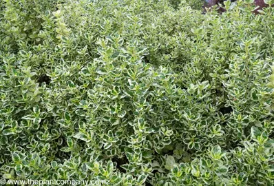 Lush, variegated foliage on Coprosma Marble Queen.