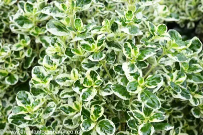 White and green foliage on Coprosma Marble Queen.