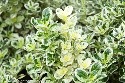 Heavily variegated foliage on Coprosma Marble Queen.