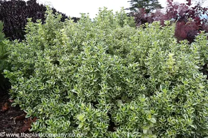 A large Coprosma Marble Queen plant growing in a garden.