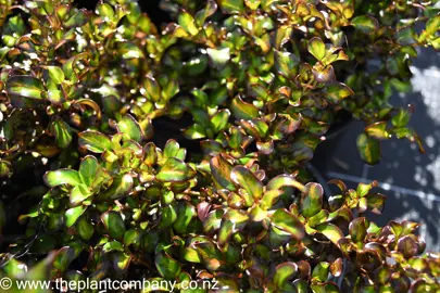 coprosma-repens-margarita-1