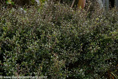 Coprosma 'Matai Magic' shrub with dense and dark foliage.