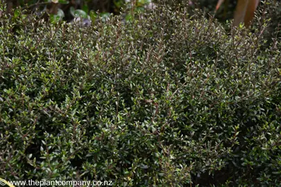 Coprosma 'Matai Magic' shrub with balck and green foliage.