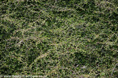 Coprosma neglecta foliage.