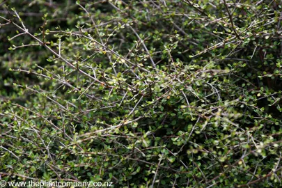 Coprosma neglecta green leaves on slender stems.