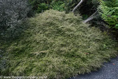 Coprosma neglecta shrub in a garden.