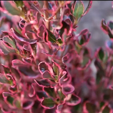 Red and pink foliage on Coprosma 'Pacific Sunrise'.