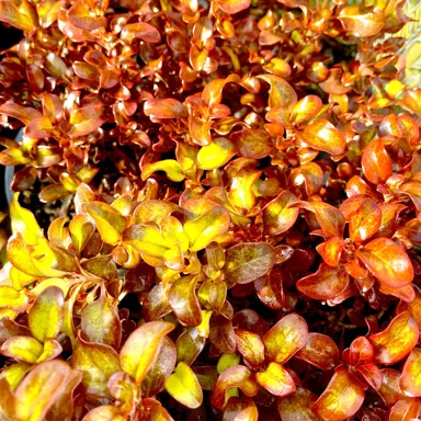 Coprosma 'Paradise Punch' plant with glossy, orange foliage.