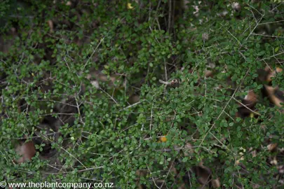 Coprosma parviflora leaves and stems.