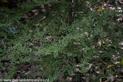 Coprosma parviflora shrub with green leaves and stems.