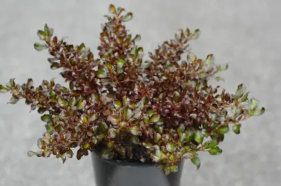 Coprosma repens 'Midnight Martini' shrub with glossy foliage.