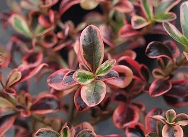 Coprosma repens 'Pink Splendour' variegated foliage.