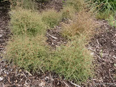 Coprosma rigida small plants in a garden.