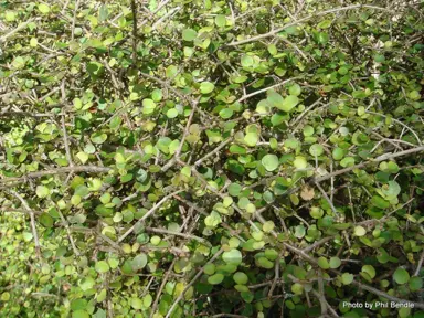 Coprosma rotundifolia shrub with green foliage.