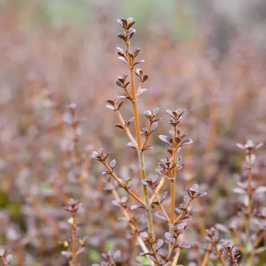 Coprosma 'Roy's Red' foliage.