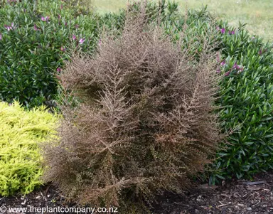 Coprosma rugosa plant growing in a garden with brown stems.