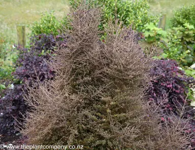 Coprosma rugosa foliage and stems.