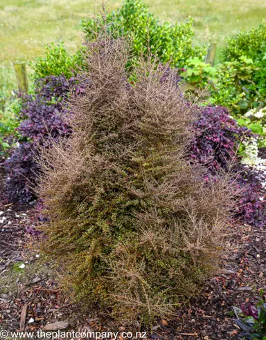 Coprosma rugosa large plant growing in a garden.