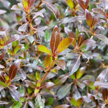 Coprosma tenuifolia 'Purpurea' foliage.