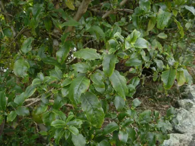 Coprosma tenuifolia tree with green foliage.