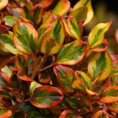 Coprosma 'Tequila Sunrise' plant with glossy, red and green foliage.