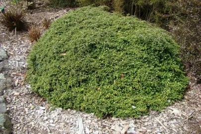 Coprosma 'Wharariki Beach' shrub with dense green foliage.