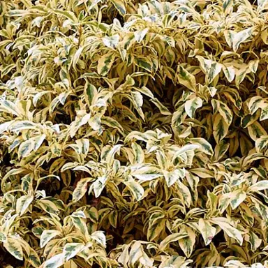 Coprosma williamsii 'Variegata' foliage.