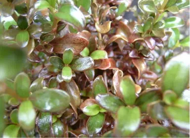 coprosma-beatson's-brown-