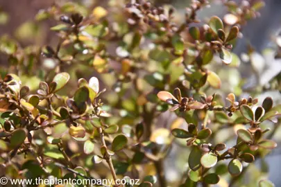 coprosma-beatson's-brown-2