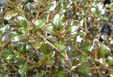 coprosma-cutie-