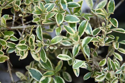 coprosma-kiwi-silver-