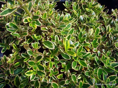 coprosma-kiwi-silver-1