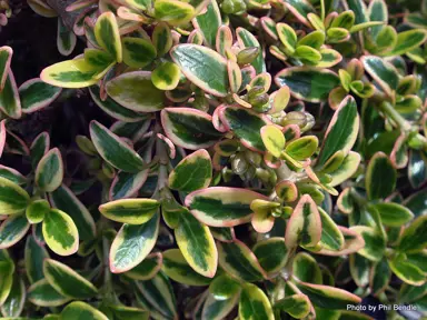 coprosma-kiwi-silver-2