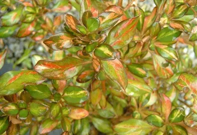 coprosma-pride-