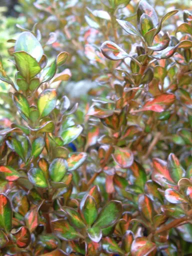 coprosma-pride-1